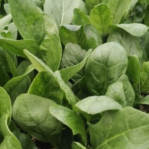 大棚菠菜
