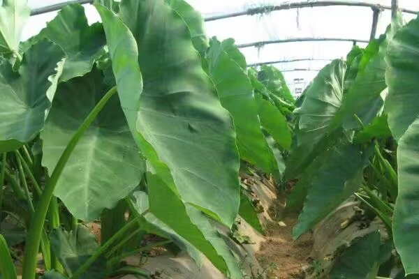 展示毛芋头杆在田间生长的自然状态,绿叶与茎杆清晰可见 毛芋头杆的外观与生长环境