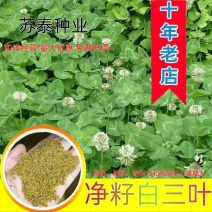 进口净籽三叶草花种子白车轴草种籽果园绿肥四季常青耐寒绿化