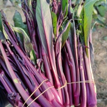 正中贵州高山红菜苔15到20公分