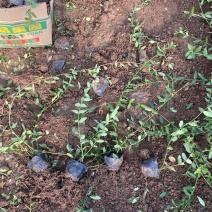 精品小叶扶芳藤优质小叶扶芳藤自产自销