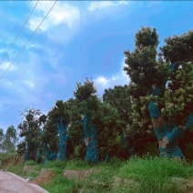 荔枝风景树，百年老树桩