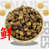 去尾清水螺狮