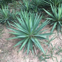 精品剑麻优质剑麻