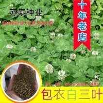 包衣白三叶种子白车轴草种籽绿化草籽种草籽果园草种四季种子