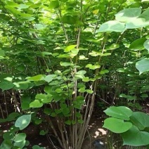 精品紫荆优质紫荆