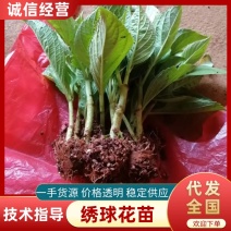 八仙花种苗