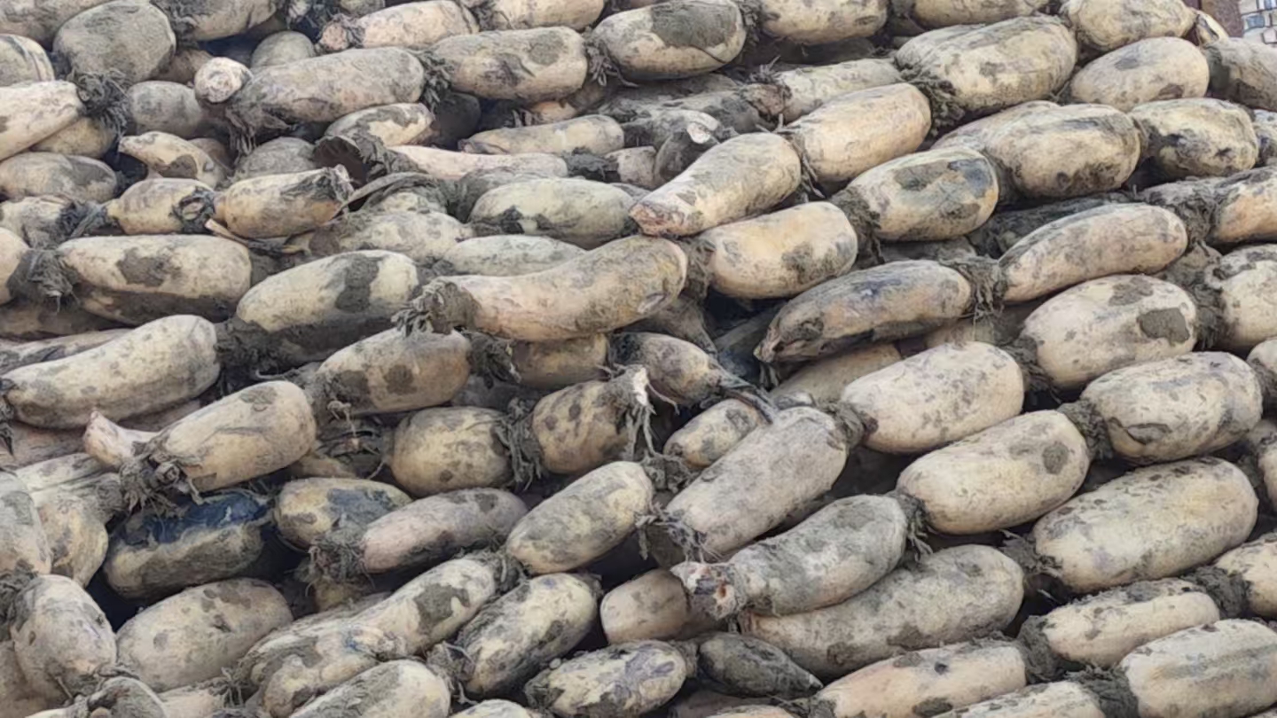 白莲藕丰收采收场景