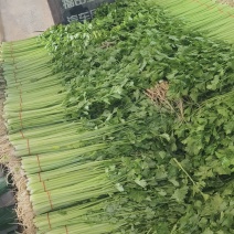 安徽怀远香芹大量上市水芹小芹菜精品山芹大量供应