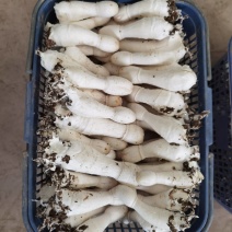 鸡腿菇批量开采啦！