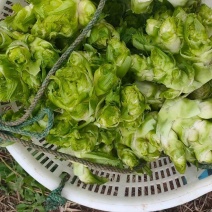 儿菜