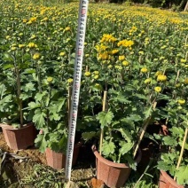 大量出售，菊花🌼🌼🌼