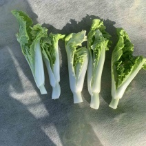 2015年精品毛白菜苔芽白苔