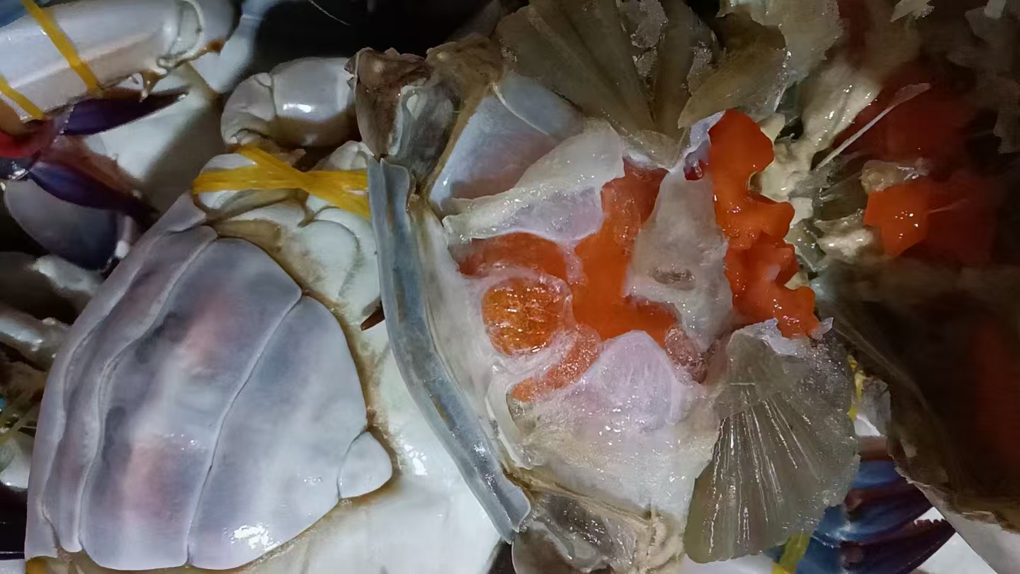 一只新鲜捕捞的雌性舟山梭子蟹被横向切开,露出饱满的橙红色蟹黄组织,填充于头胸部内腔,质地呈膏状,色泽油润明亮,周围可见清晰的肌肉纹理与鳃丝结构,背景为舟山渔港清晨的渔船作业场景 舟山梭子蟹雌蟹剖面展示蟹黄分布