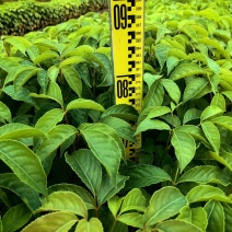 秋枫绿化种苗造林种苗苗场直供量大价格优惠