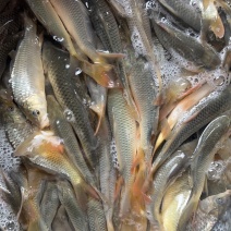 田鲤鱼