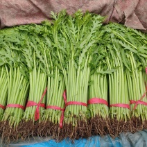 茼蒿价格养丽