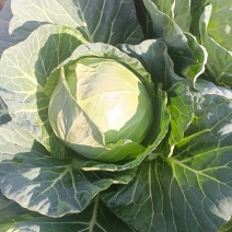 精品圆包菜