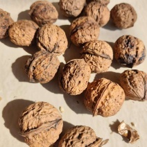 薄皮核桃