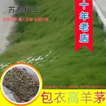 护坡包衣高羊茅种子复绿固土种子绿化种子