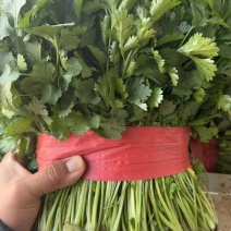 优质香菜/产地直供量大从优/供超市电商批发市场等欢迎咨询