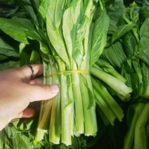 【实力推荐】湖北精品菜苔/白菜苔/产地直发/