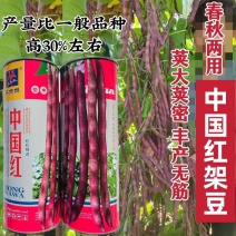 中国红中早熟紫红芸豆种籽丰产菜豆基地