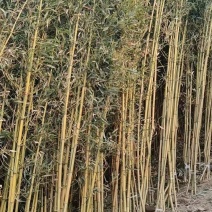 精品金镶玉竹优质金镶玉竹