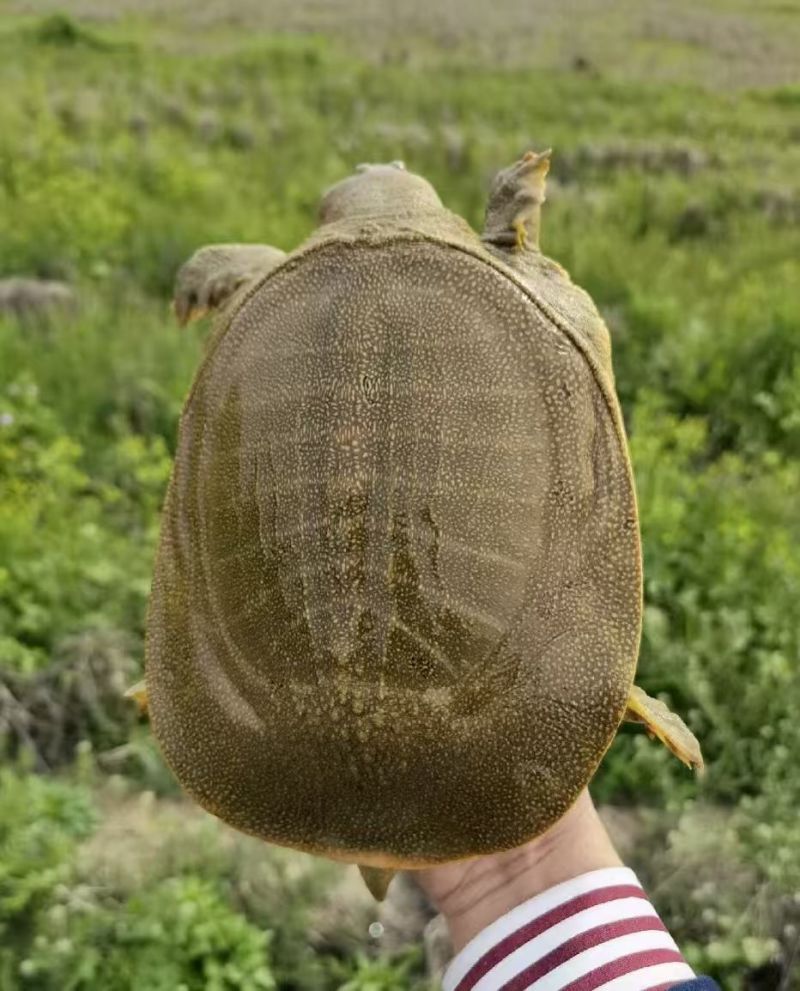 安徽合肥巢湖市鳖 6.00元/斤甲鱼产地直供 一手货源