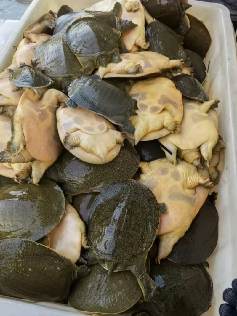 甲鱼产地直供一手货源