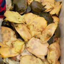 甲鱼产地直供一手货源