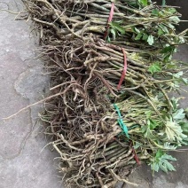 正宗大通草苗大通草花苗基地直发新鲜现挖