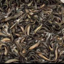 鲜活泥鳅大量供应台湾泥鳅各种规格