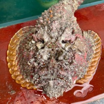 西沙石头鱼鲜活活鱼放血肉质鲜嫩多汁处理内脏鱼刺真空包装！