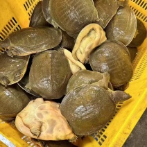 甲鱼产地直发一手货源批发全国发货可以先发样品