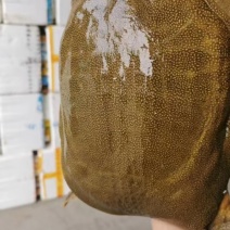 甲鱼产地直发一手货源批发全国发货可以先发样品
