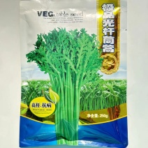 极品光杆茼蒿高产稳产耐热耐寒抗病爽脆味香优质提纯大叶茼蒿