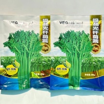 极品光杆茼蒿高产稳产耐热耐寒抗病爽脆味香优质提纯大叶茼蒿