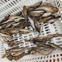 肉鱼