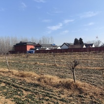 河南周口扶沟县兰若寺禅耕农场趴地菠菜。