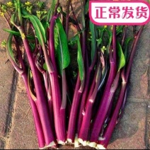 红菜苔红菜芯紫菜苔红油菜油菜苔湖北精品菜苔
