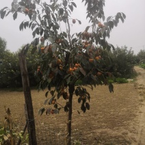 柿子树