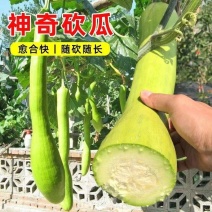 奶油砍瓜种子种籽苗四季特大农家秧巨型菜瓜爬藤藤蔓砍瓜蔬菜