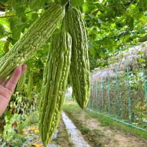 澳瑞青脆苦瓜种子瓜条顺直肉厚油绿疙瘩菜瓜苦瓜种籽高产蔬菜