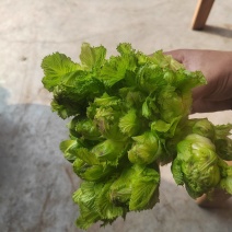 大心精品儿菜