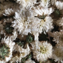 大板菊花茶