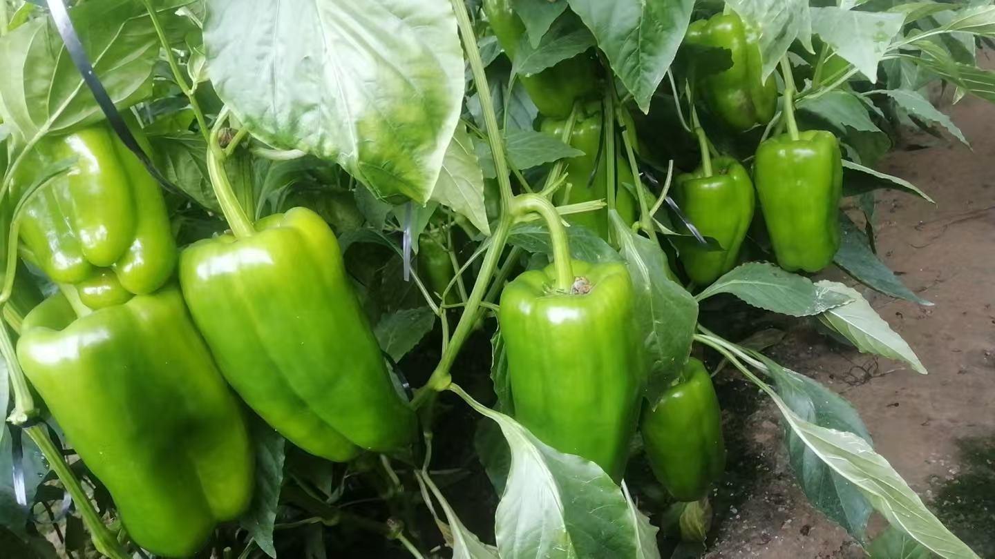 家庭阳台种植椒圆