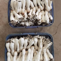 鸡腿菇