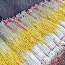 精品蒜黄加班走车明天涨钱了两毛起大量定货