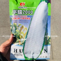 华耘2000玉米种子白糯玉米种籽高产白色玉米种子香甜软糯